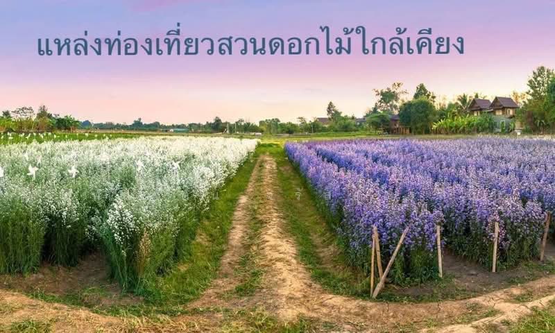 For Sale - Land with mountain and beautiful rice field views, near Central Festival Chiang Mai, Chiang Mai