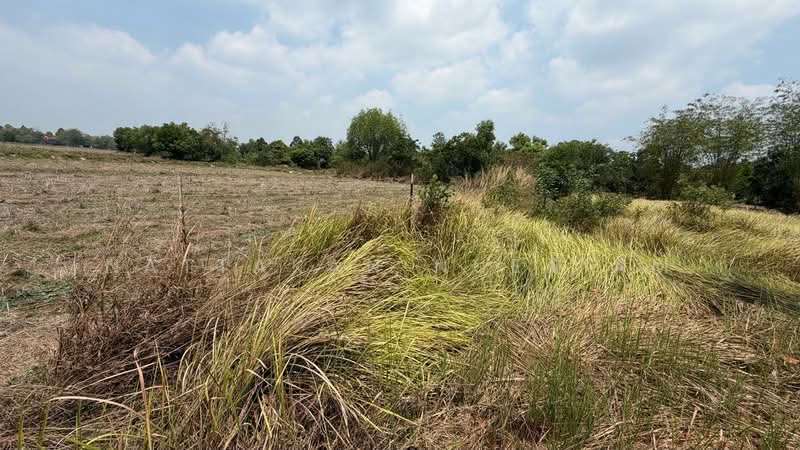 ขายที่ดิน 5-2-55.4 ไร่ เกาะหวาย ปากพลี นครนายก 20 โลถึงเขาใหญ่ ติดถนนสาธารณะ, นครนายก, เกาะหวาย, ปากพลี, นครนายก, 11,020 ตร.ม., ที่ดิน ขาย, โดย Nattakan nueaiam, 500235456 - DDproperty.com