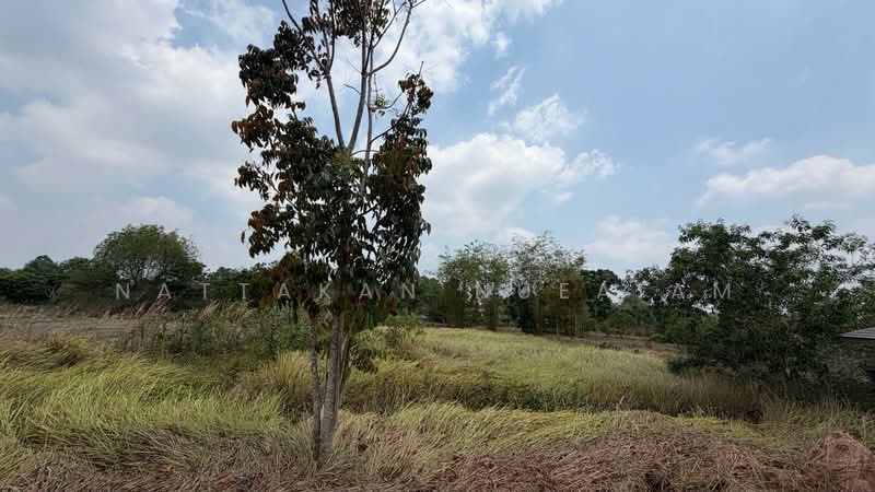 ขายที่ดิน 5-2-55.4 ไร่ เกาะหวาย ปากพลี นครนายก 20 โลถึงเขาใหญ่ ติดถนนสาธารณะ, นครนายก, เกาะหวาย, ปากพลี, นครนายก, 11,020 ตร.ม., ที่ดิน ขาย, โดย Nattakan nueaiam, 500235456 - DDproperty.com