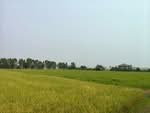 ที่ดินบ้านกร่าง พิษณุโลก, พิษณุโลก