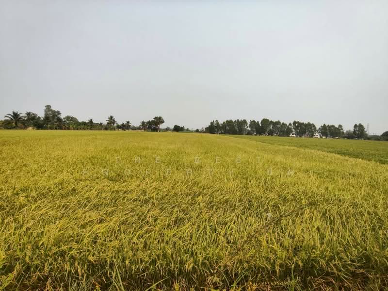 For Sale - ที่ดินบ้านกร่าง พิษณุโลก, Phitsanulok