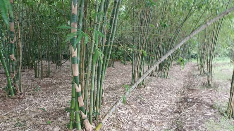 ที่ดินบ้านหว้า ขอนแก่น, Khon Kaen, Ban Wa, Muang Khon Kaen, Khon Kaen, , 11,200 sqm, Land For Sale, by The Best Property Agent กีต้าร์, 500237080 - DDproperty.com