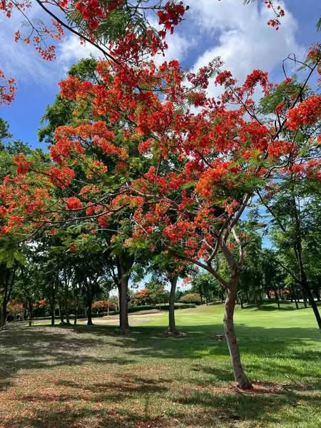 undefined, ชลบุรี, ห้วยใหญ่, บางละมุง, ชลบุรี, 245 ตร.ม., บ้านเดี่ยว ขาย, โดย Thitiporn Pawikham, 500237362 - DDproperty.com