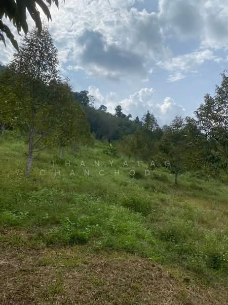 3-BR House, Surat Thani, Pa Ron, Kanchanadit, Surat Thani, 3 Bedrooms, 150 sqm, Single Detached House For Sale, by Thanyalag Chanchodtanakul, 500237671 - DDproperty.com