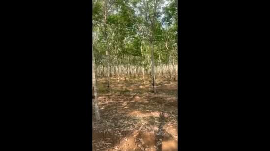ขายที่ดินพร้อมสวนยางพารา, Sa Kaeo, Benjachorn, Khlong Hat, Sa Kaeo, , 960,000 sqm, Land For Sale, by พงศ์สุธี เหลืองเสรี, 500238100 - DDproperty.com