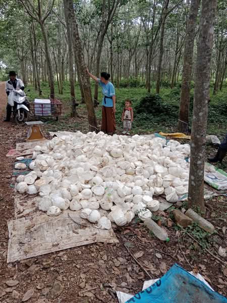 ขายที่ดินพร้อมสวนยางพารา, Sa Kaeo, Benjachorn, Khlong Hat, Sa Kaeo, , 960,000 sqm, Land For Sale, by พงศ์สุธี เหลืองเสรี, 500238100 - DDproperty.com