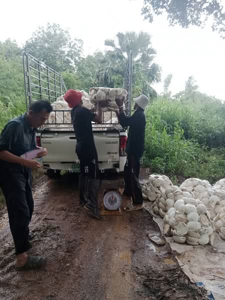 ขายที่ดินพร้อมสวนยางพารา, สระแก้ว, เบญจขร, คลองหาด, สระแก้ว, 960,000 ตร.ม., ที่ดิน ขาย, โดย พงศ์สุธี เหลืองเสรี, 500238100 - DDproperty.com