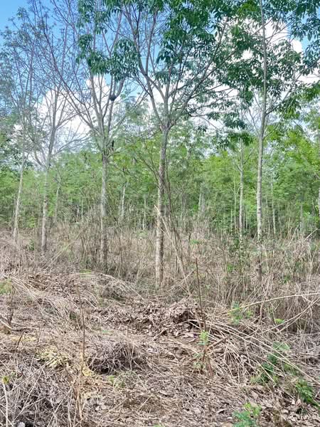 ขายที่ดินพร้อมสวนยางพารา, Sa Kaeo, Benjachorn, Khlong Hat, Sa Kaeo, , 960,000 sqm, Land For Sale, by พงศ์สุธี เหลืองเสรี, 500238100 - DDproperty.com