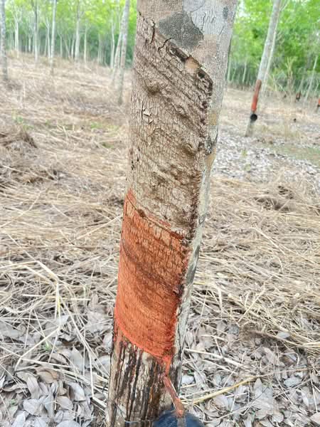 ขายที่ดินพร้อมสวนยางพารา, Sa Kaeo, Benjachorn, Khlong Hat, Sa Kaeo, , 960,000 sqm, Land For Sale, by พงศ์สุธี เหลืองเสรี, 500238100 - DDproperty.com