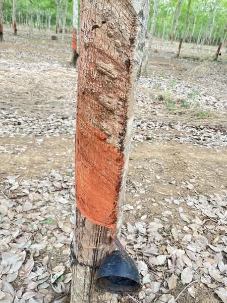 ขายที่ดินพร้อมสวนยางพารา, สระแก้ว, เบญจขร, คลองหาด, สระแก้ว, 960,000 ตร.ม., ที่ดิน ขาย, โดย พงศ์สุธี เหลืองเสรี, 500238100 - DDproperty.com