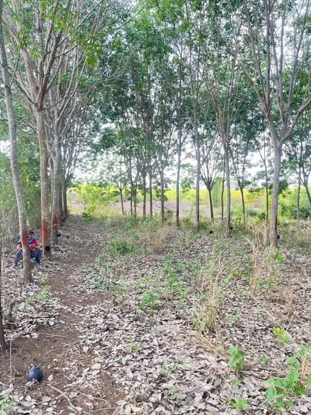 ขายที่ดินพร้อมสวนยางพารา, Sa Kaeo, Benjachorn, Khlong Hat, Sa Kaeo, , 960,000 sqm, Land For Sale, by พงศ์สุธี เหลืองเสรี, 500238100 - DDproperty.com