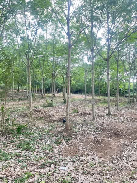 ขายที่ดินพร้อมสวนยางพารา, สระแก้ว, เบญจขร, คลองหาด, สระแก้ว, 960,000 ตร.ม., ที่ดิน ขาย, โดย พงศ์สุธี เหลืองเสรี, 500238100 - DDproperty.com