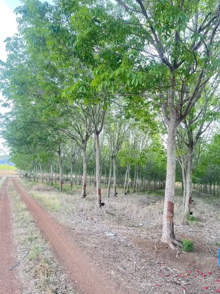 ขายที่ดินพร้อมสวนยางพารา, สระแก้ว, เบญจขร, คลองหาด, สระแก้ว, 960,000 ตร.ม., ที่ดิน ขาย, โดย พงศ์สุธี เหลืองเสรี, 500238100 - DDproperty.com