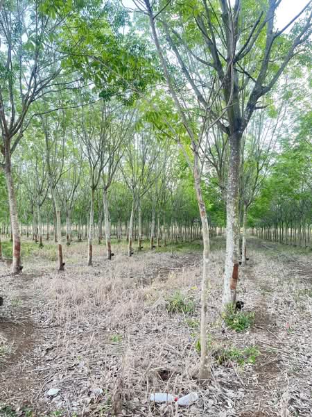 ขายที่ดินพร้อมสวนยางพารา, สระแก้ว, เบญจขร, คลองหาด, สระแก้ว, 960,000 ตร.ม., ที่ดิน ขาย, โดย พงศ์สุธี เหลืองเสรี, 500238100 - DDproperty.com