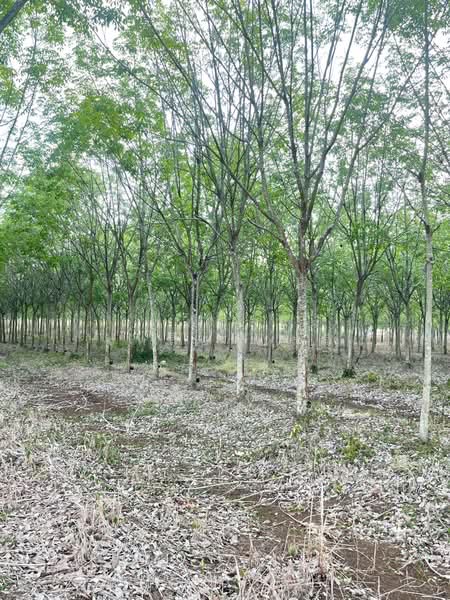 ขายที่ดินพร้อมสวนยางพารา, Sa Kaeo, Benjachorn, Khlong Hat, Sa Kaeo, , 960,000 sqm, Land For Sale, by พงศ์สุธี เหลืองเสรี, 500238100 - DDproperty.com