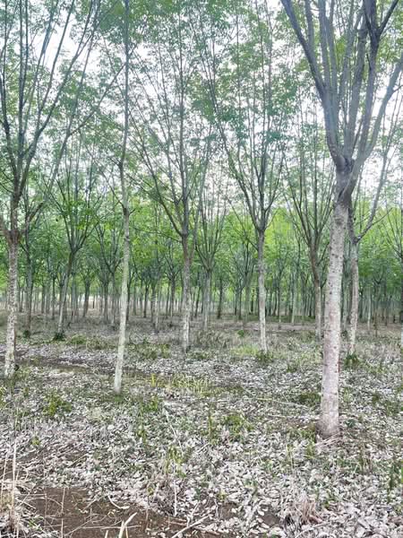 ขายที่ดินพร้อมสวนยางพารา, Sa Kaeo, Benjachorn, Khlong Hat, Sa Kaeo, , 960,000 sqm, Land For Sale, by พงศ์สุธี เหลืองเสรี, 500238100 - DDproperty.com