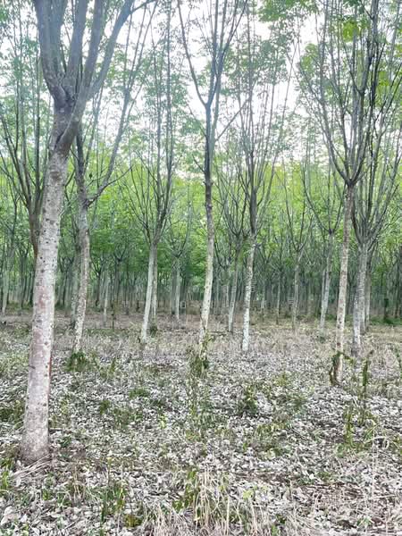 ขายที่ดินพร้อมสวนยางพารา, Sa Kaeo, Benjachorn, Khlong Hat, Sa Kaeo, , 960,000 sqm, Land For Sale, by พงศ์สุธี เหลืองเสรี, 500238100 - DDproperty.com