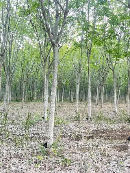 ขายที่ดินพร้อมสวนยางพารา, Sa Kaeo, Benjachorn, Khlong Hat, Sa Kaeo, , 960,000 sqm, Land For Sale, by พงศ์สุธี เหลืองเสรี, 500238100 - DDproperty.com