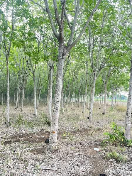 ขายที่ดินพร้อมสวนยางพารา, Sa Kaeo, Benjachorn, Khlong Hat, Sa Kaeo, , 960,000 sqm, Land For Sale, by พงศ์สุธี เหลืองเสรี, 500238100 - DDproperty.com