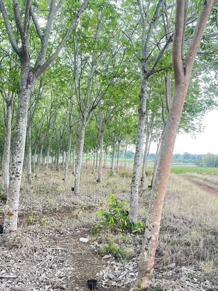 ขายที่ดินพร้อมสวนยางพารา, Sa Kaeo, Benjachorn, Khlong Hat, Sa Kaeo, , 960,000 sqm, Land For Sale, by พงศ์สุธี เหลืองเสรี, 500238100 - DDproperty.com