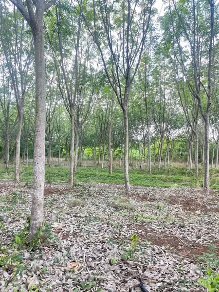 ขายที่ดินพร้อมสวนยางพารา, สระแก้ว, เบญจขร, คลองหาด, สระแก้ว, 960,000 ตร.ม., ที่ดิน ขาย, โดย พงศ์สุธี เหลืองเสรี, 500238100 - DDproperty.com