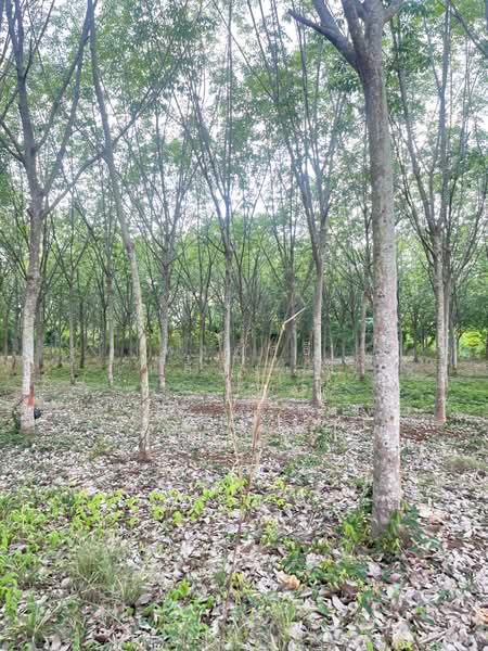 ขายที่ดินพร้อมสวนยางพารา, สระแก้ว, เบญจขร, คลองหาด, สระแก้ว, 960,000 ตร.ม., ที่ดิน ขาย, โดย พงศ์สุธี เหลืองเสรี, 500238100 - DDproperty.com