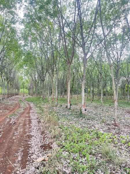 ขายที่ดินพร้อมสวนยางพารา, Sa Kaeo, Benjachorn, Khlong Hat, Sa Kaeo, , 960,000 sqm, Land For Sale, by พงศ์สุธี เหลืองเสรี, 500238100 - DDproperty.com