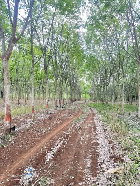 ขายที่ดินพร้อมสวนยางพารา, สระแก้ว, เบญจขร, คลองหาด, สระแก้ว, 960,000 ตร.ม., ที่ดิน ขาย, โดย พงศ์สุธี เหลืองเสรี, 500238100 - DDproperty.com