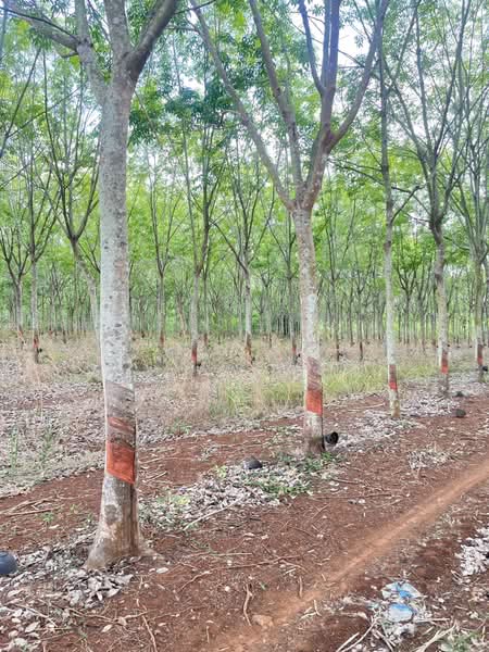 ขายที่ดินพร้อมสวนยางพารา, สระแก้ว, เบญจขร, คลองหาด, สระแก้ว, 960,000 ตร.ม., ที่ดิน ขาย, โดย พงศ์สุธี เหลืองเสรี, 500238100 - DDproperty.com