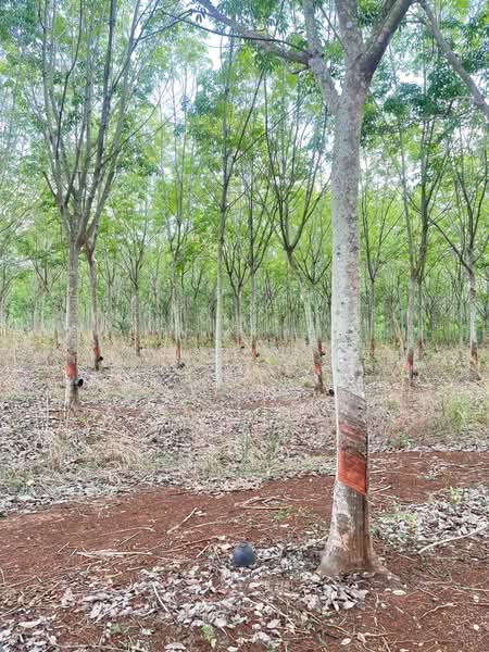 ขายที่ดินพร้อมสวนยางพารา, Sa Kaeo, Benjachorn, Khlong Hat, Sa Kaeo, , 960,000 sqm, Land For Sale, by พงศ์สุธี เหลืองเสรี, 500238100 - DDproperty.com