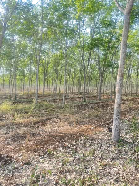 ขายที่ดินพร้อมสวนยางพารา, Sa Kaeo, Benjachorn, Khlong Hat, Sa Kaeo, , 960,000 sqm, Land For Sale, by พงศ์สุธี เหลืองเสรี, 500238100 - DDproperty.com