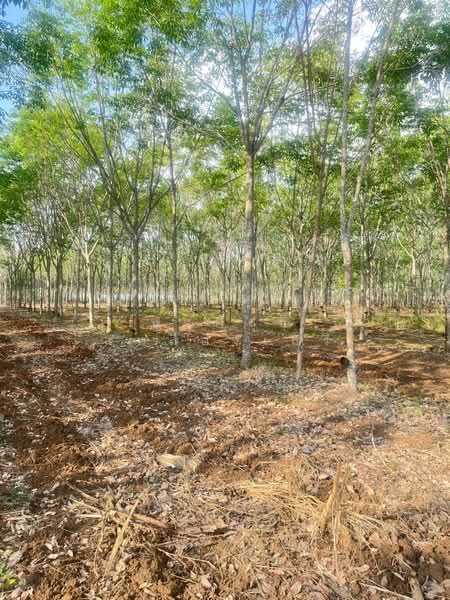 ขายที่ดินพร้อมสวนยางพารา, Sa Kaeo, Benjachorn, Khlong Hat, Sa Kaeo, , 960,000 sqm, Land For Sale, by พงศ์สุธี เหลืองเสรี, 500238100 - DDproperty.com