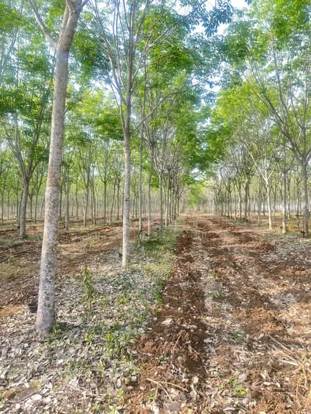 ขายที่ดินพร้อมสวนยางพารา, Sa Kaeo, Benjachorn, Khlong Hat, Sa Kaeo, , 960,000 sqm, Land For Sale, by พงศ์สุธี เหลืองเสรี, 500238100 - DDproperty.com