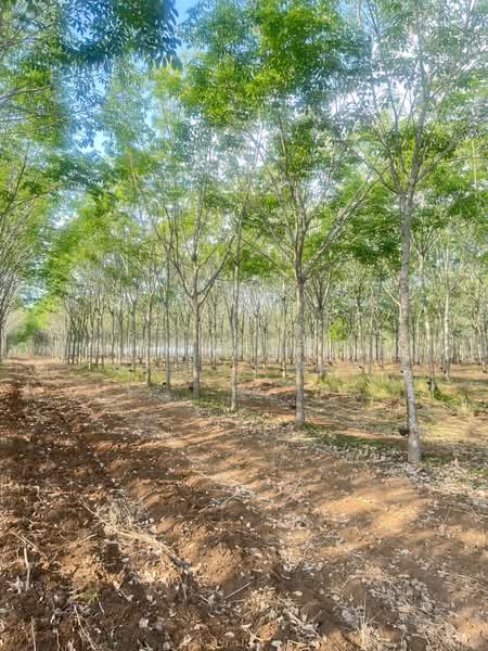 ขายที่ดินพร้อมสวนยางพารา, สระแก้ว, เบญจขร, คลองหาด, สระแก้ว, 960,000 ตร.ม., ที่ดิน ขาย, โดย พงศ์สุธี เหลืองเสรี, 500238100 - DDproperty.com