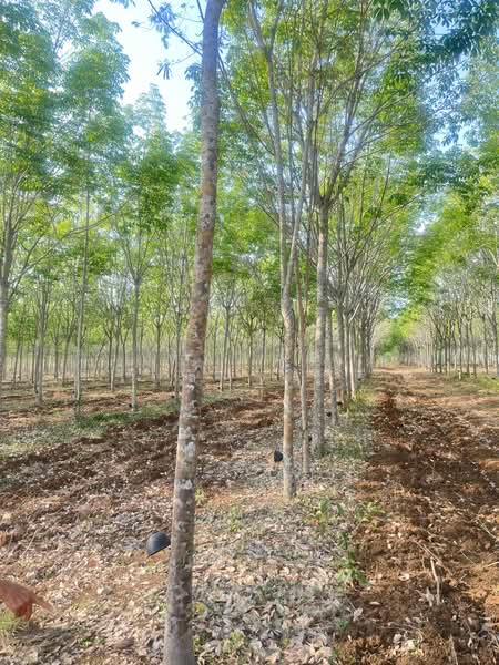 ขายที่ดินพร้อมสวนยางพารา, Sa Kaeo, Benjachorn, Khlong Hat, Sa Kaeo, , 960,000 sqm, Land For Sale, by พงศ์สุธี เหลืองเสรี, 500238100 - DDproperty.com