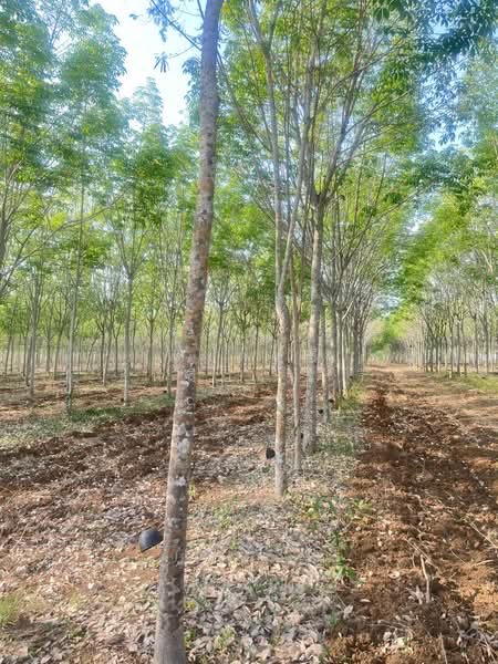 ขายที่ดินพร้อมสวนยางพารา, Sa Kaeo, Benjachorn, Khlong Hat, Sa Kaeo, , 960,000 sqm, Land For Sale, by พงศ์สุธี เหลืองเสรี, 500238100 - DDproperty.com