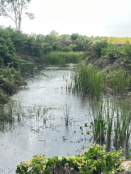 ขายที่ดินพร้อมสวนยางพารา, Sa Kaeo, Benjachorn, Khlong Hat, Sa Kaeo, , 960,000 sqm, Land For Sale, by พงศ์สุธี เหลืองเสรี, 500238100 - DDproperty.com