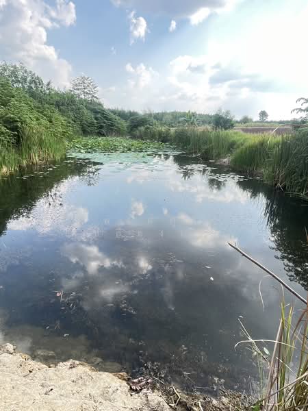 ขายที่ดินพร้อมสวนยางพารา, Sa Kaeo, Benjachorn, Khlong Hat, Sa Kaeo, , 960,000 sqm, Land For Sale, by พงศ์สุธี เหลืองเสรี, 500238100 - DDproperty.com