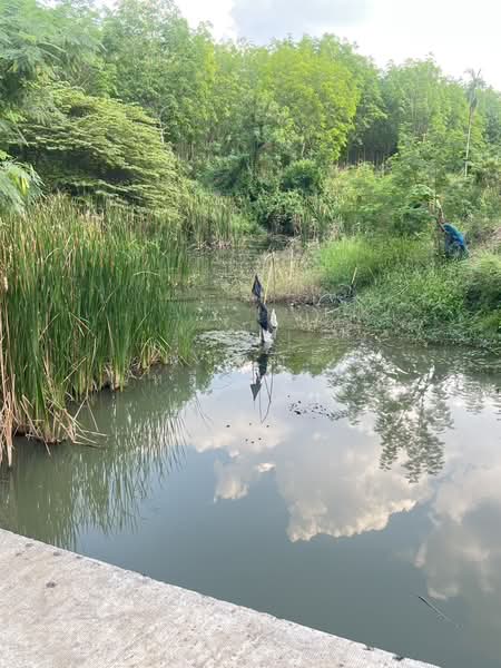 ขายที่ดินพร้อมสวนยางพารา, Sa Kaeo, Benjachorn, Khlong Hat, Sa Kaeo, , 960,000 sqm, Land For Sale, by พงศ์สุธี เหลืองเสรี, 500238100 - DDproperty.com