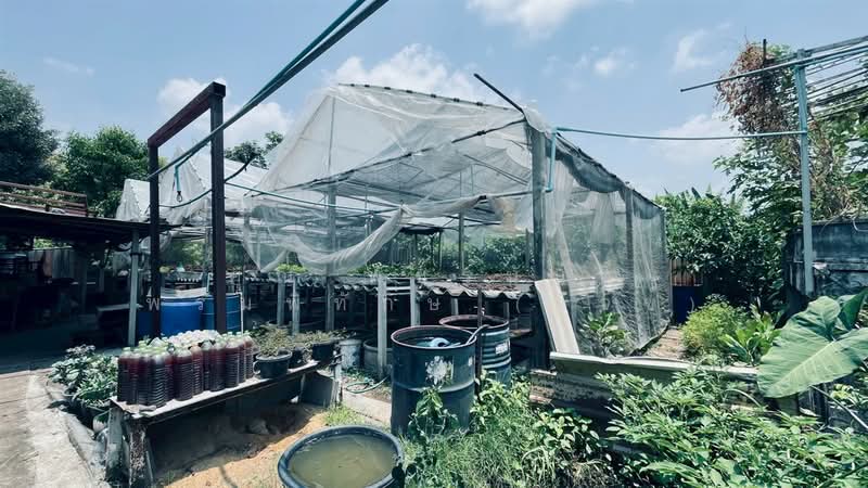 บ้านเดี่ยว 3 ชั้น+ที่ดิน 200 ตร.ว. บ้านเดี่ยว ซอยรามอินทรา47 แยก10 ถนนรามอินทรา, กรุงเทพ, ถนนรามอินทรา, ท่าแร้ง, บางเขน, กรุงเทพ, 300 ตร.ม., บ้านเดี่ยว ขาย, โดย คุณ พัชรนันท์ พรมพิทักษ์ (นัจข์), 500239676 - DDproperty.com