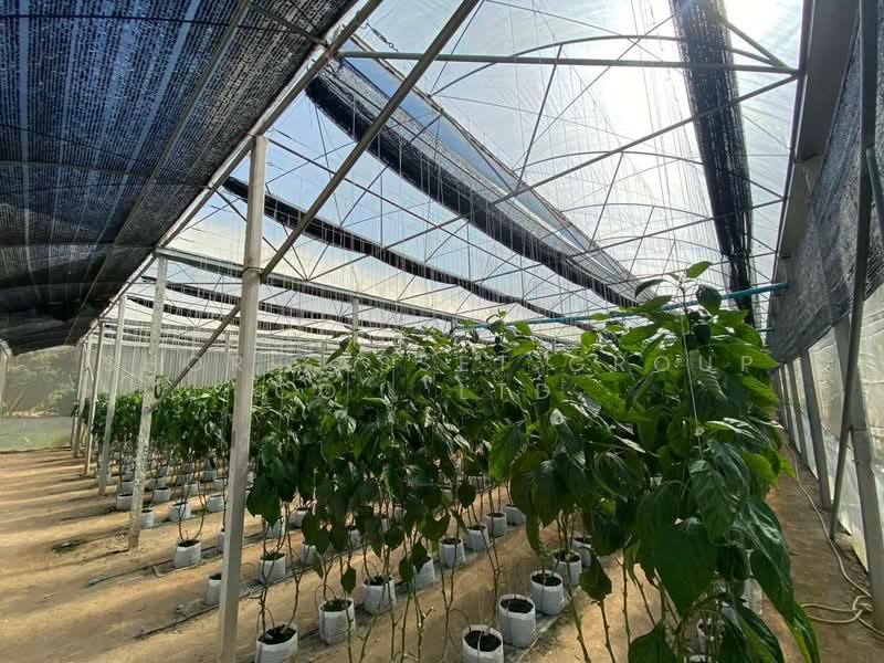 Land in Thep Sadet, Doi Saket, Chiang Mai, Thep Sa Det, Doi Saket, Chiang Mai, , 14,400 sqm, Land For Sale, by Shori Asset Group Co., Ltd., 500239992 - DDproperty.com