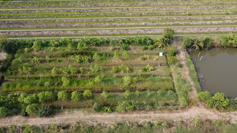 ที่ดินเปล่า เนื้อที่ 5 ไร่ ซอยบึงบอน35 ตำบลบึงบอน อำเภอหนองเสือ จังหวัดปทุมธานี, Pathum Thani, Bung Bon, Nong Sua, Pathum Thani, , 8,000 sqm, Land For Sale, by ภัทรนัน อิศรางกูร ณ อยุธยา, 500240148 - DDproperty.com