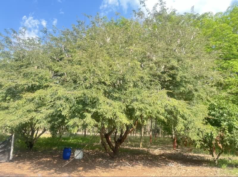 ขายที่ดินพร้อมสวนผสมพืช4ชนิด, Sa Kaeo, Sa Kaeo, Muang Sa Kaeo, Sa Kaeo, , 74,124 sqm, Land For Sale, by พงศ์สุธี เหลืองเสรี, 500240164 - DDproperty.com