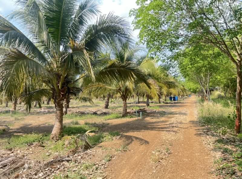 ขายที่ดินพร้อมสวนผสมพืช4ชนิด, สระแก้ว, สระแก้ว, เมืองสระแก้ว, สระแก้ว, 74,124 ตร.ม., ที่ดิน ขาย, โดย พงศ์สุธี เหลืองเสรี, 500240164 - DDproperty.com