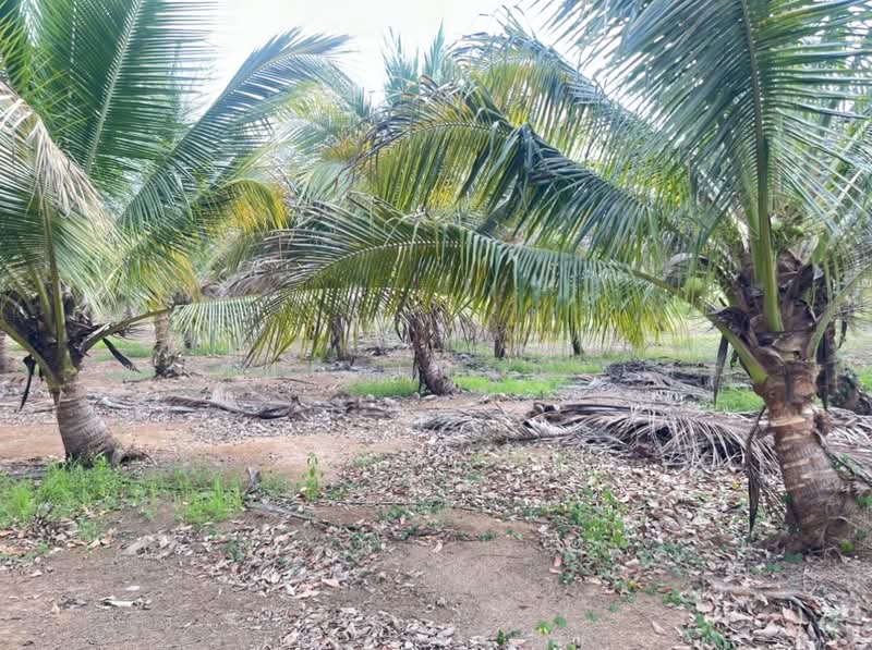 ขายที่ดินพร้อมสวนผสมพืช4ชนิด, Sa Kaeo, Sa Kaeo, Muang Sa Kaeo, Sa Kaeo, , 74,124 sqm, Land For Sale, by พงศ์สุธี เหลืองเสรี, 500240164 - DDproperty.com