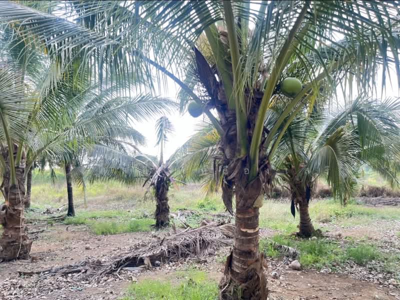 ขายที่ดินพร้อมสวนผสมพืช4ชนิด, Sa Kaeo, Sa Kaeo, Muang Sa Kaeo, Sa Kaeo, , 74,124 sqm, Land For Sale, by พงศ์สุธี เหลืองเสรี, 500240164 - DDproperty.com