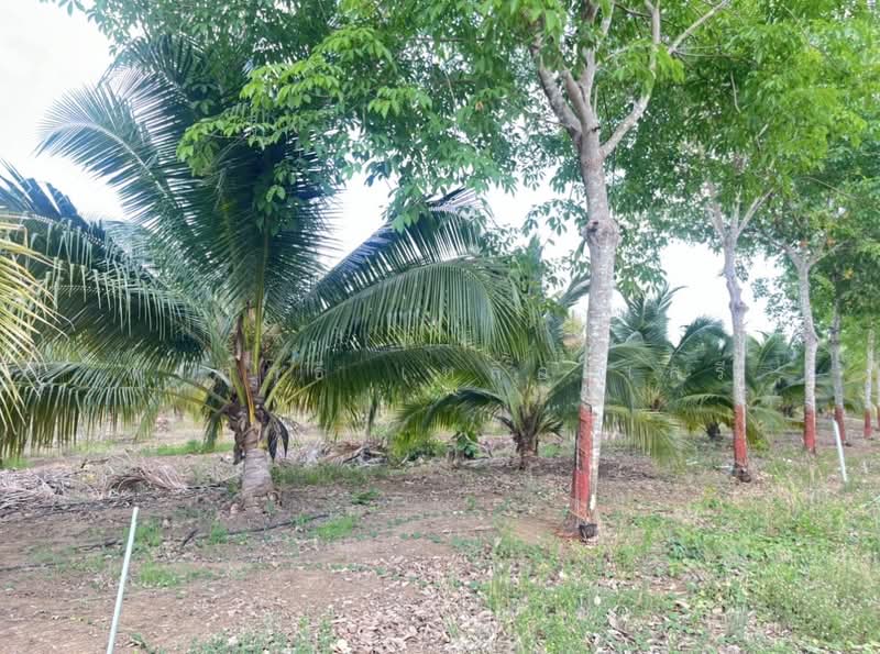 ขายที่ดินพร้อมสวนผสมพืช4ชนิด, สระแก้ว, สระแก้ว, เมืองสระแก้ว, สระแก้ว, 74,124 ตร.ม., ที่ดิน ขาย, โดย พงศ์สุธี เหลืองเสรี, 500240164 - DDproperty.com