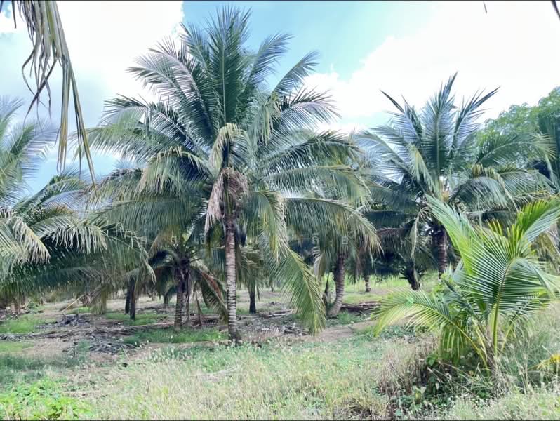 ขายที่ดินพร้อมสวนผสมพืช4ชนิด, Sa Kaeo, Sa Kaeo, Muang Sa Kaeo, Sa Kaeo, , 74,124 sqm, Land For Sale, by พงศ์สุธี เหลืองเสรี, 500240164 - DDproperty.com