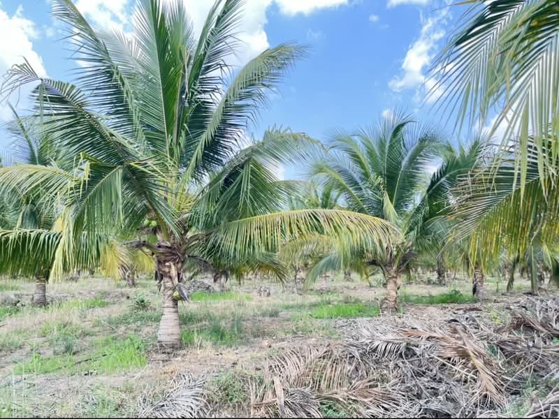 ขายที่ดินพร้อมสวนผสมพืช4ชนิด, Sa Kaeo, Sa Kaeo, Muang Sa Kaeo, Sa Kaeo, , 74,124 sqm, Land For Sale, by พงศ์สุธี เหลืองเสรี, 500240164 - DDproperty.com