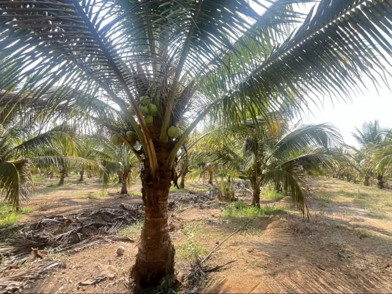 ขายที่ดินพร้อมสวนผสมพืช4ชนิด, สระแก้ว, สระแก้ว, เมืองสระแก้ว, สระแก้ว, 74,124 ตร.ม., ที่ดิน ขาย, โดย พงศ์สุธี เหลืองเสรี, 500240164 - DDproperty.com